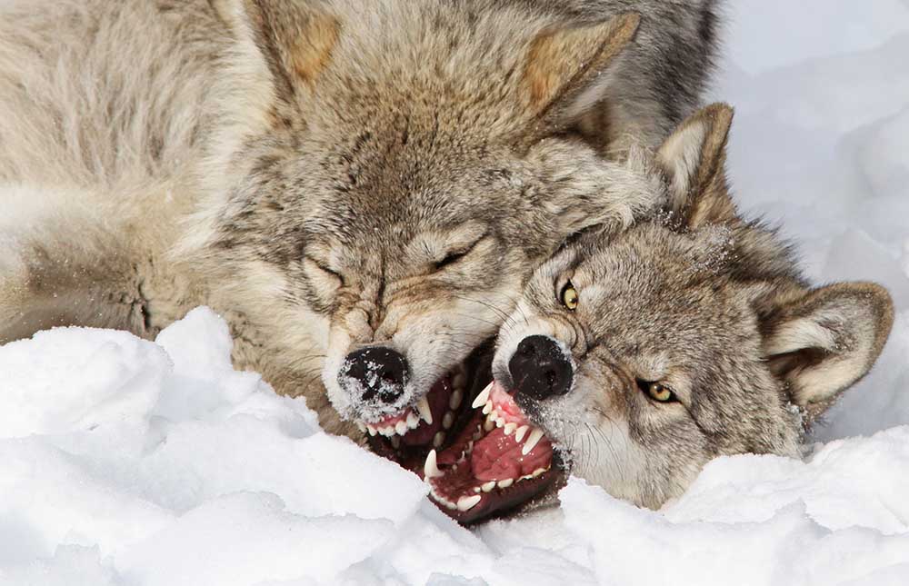 Wolves Rules à Mircea Costina