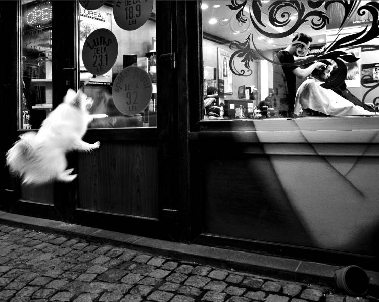 Last Customer à Mirela Momanu