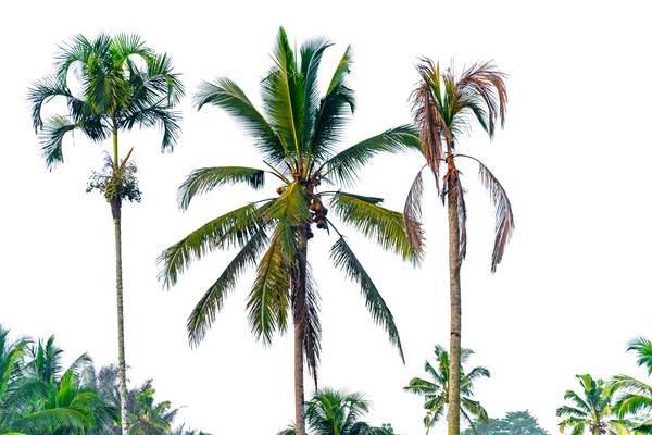 Bali Palmen, Fotokunst, Natur, Bäume, Floral, Natur à Miro May