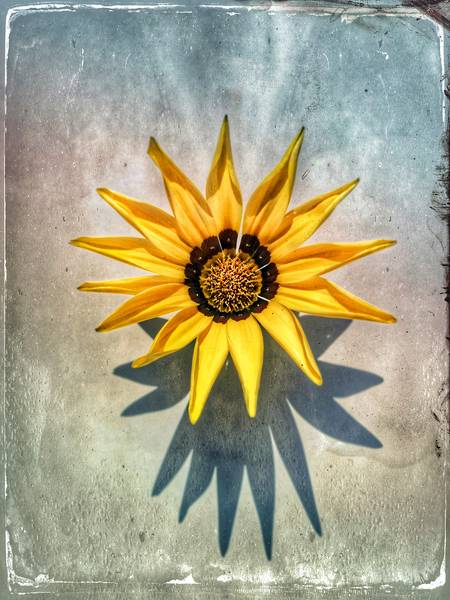 Gelbe Blume  à Miro May