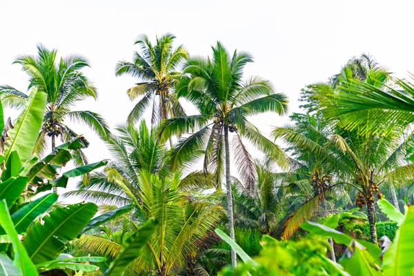 Palmen auf Bali, Regenwald, Floral, Natur, Grün, Bäume, Fotokunst à Miro May