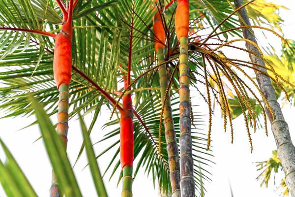 Palmen, Natur, Bali, tropisch, Regenwald, Farben der Natur à Miro May