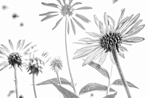 Sonnenblume, Blumen, schwarzweiss, weiss auf weiss, schatten, Fotokunst, minimalistisch, floral à Miro May