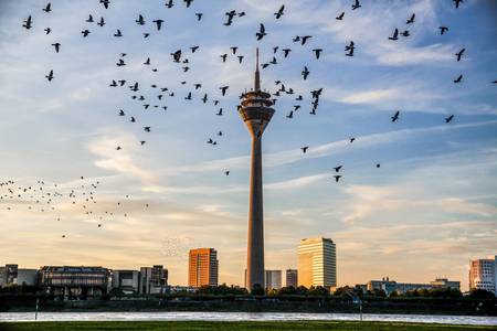 Morgenstimmung am Rheinturm in Düsseldorf