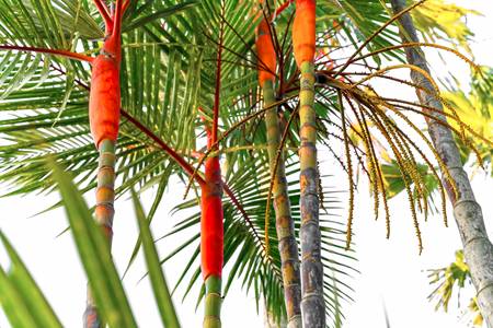 Palmen, Natur, Bali, tropisch, Regenwald, Farben der Natur