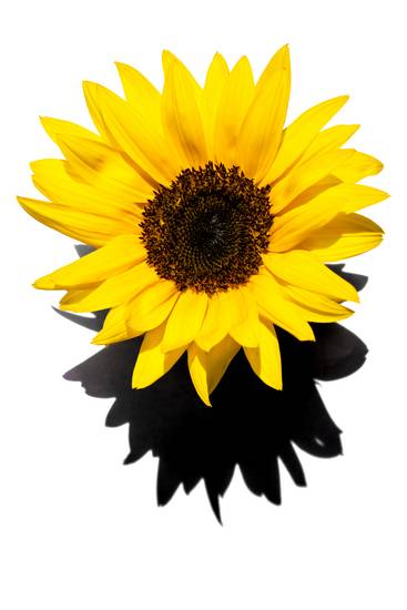 Sonnenblume, Blume, Fotokunst, minimalistisch, minimal, floral, Natur