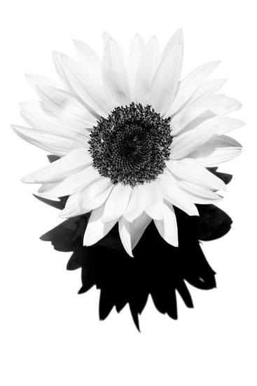 Sonnenblume, Blume, schwarzweiss, weiss auf weiss, schatten, Fotokunst, minimalistisch, minimal, flo