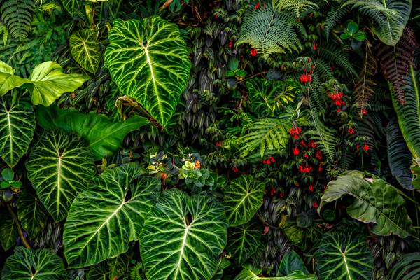 Tropische Pflanzen im Regenwald, Pflanzen und Blumen im Dschungel, Botanische Motive à Miro May