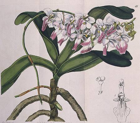 Aerides Crispum (orchid) published by I. Ridgway à Miss Drake