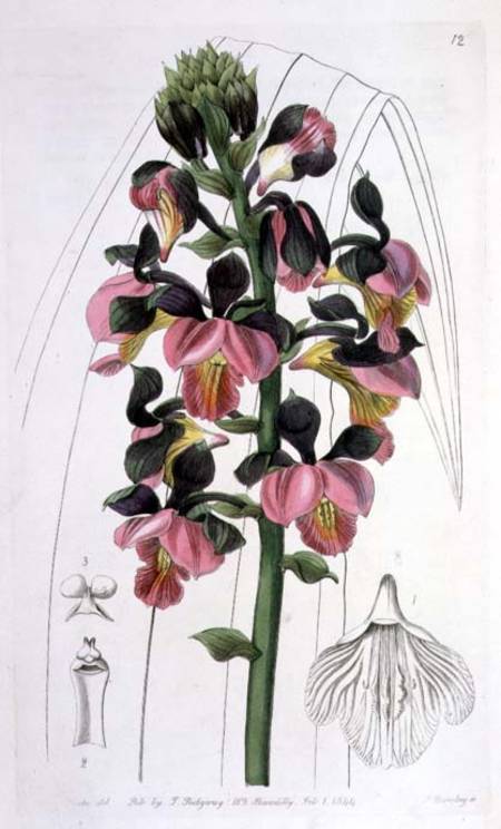 Orchis Lissochilus Roseus, published by I. Ridgway à Miss Drake