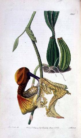Orchid: Laelia autumnalis, published by I. Ridgway