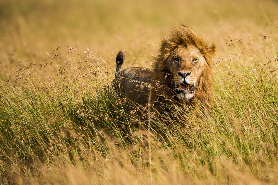 Lion King à Mohammed Alnaser