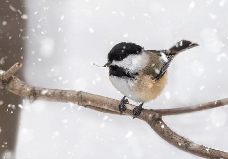 Black-Capped Chickadee in Snow