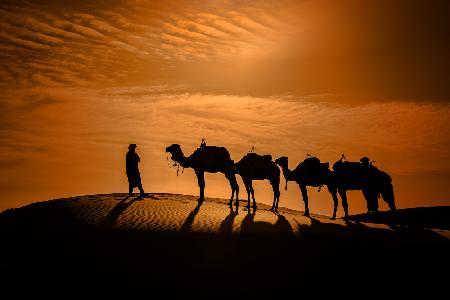 Camel in the desert at sunset