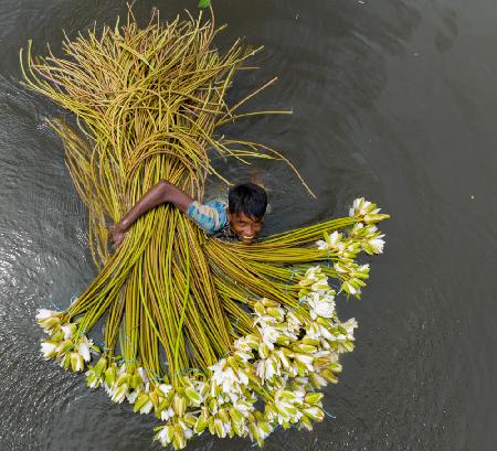 Water Lily collection