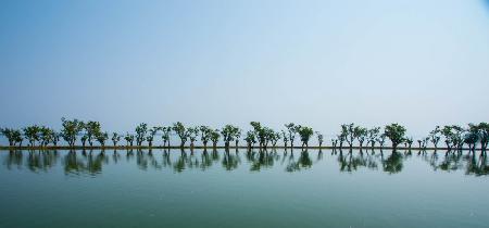 Reflection of wetland trees