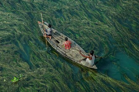 Crossing the algae river