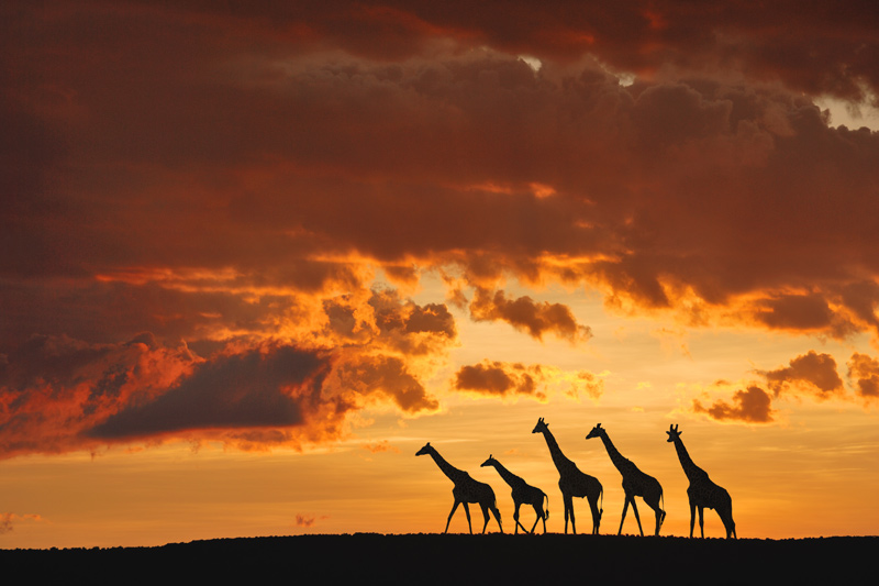 Five Giraffes à Muriel Vekemans