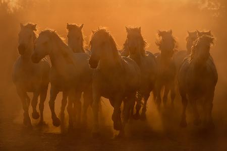 Evening ride