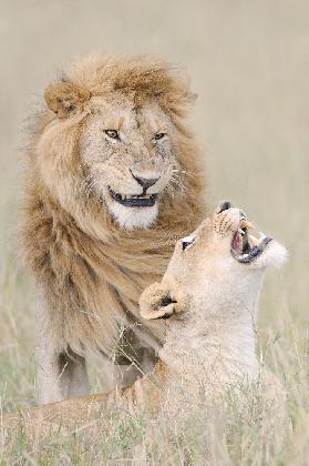 Lions amoureux