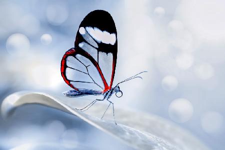 glasswing Butterfly (Greta oto)