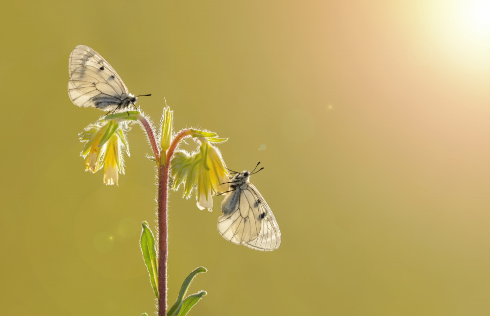 Closeup two butterflies à mustafa öztürk