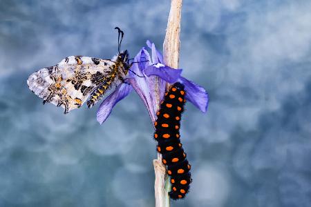 Butterfly and caterpillar