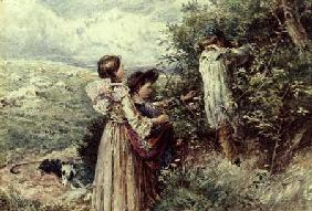 Children picking blackberries