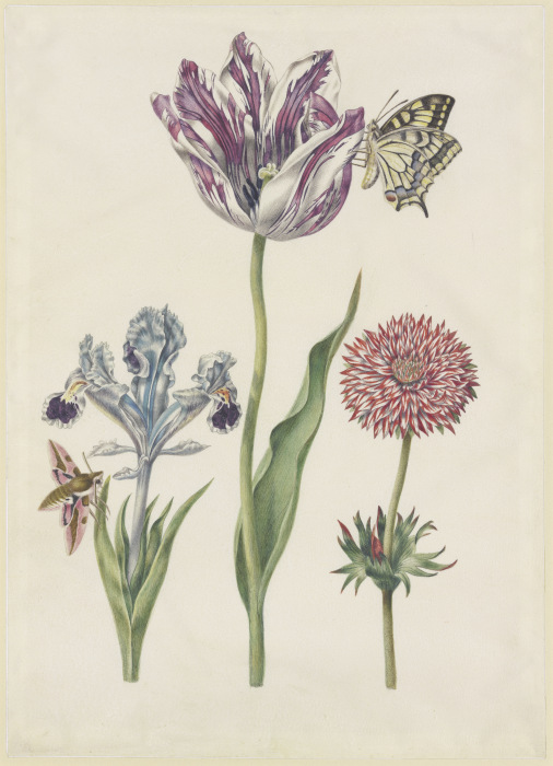 Iris mit Wolfsmilchschwärmer, Tulpe mit Schwalbenschwanz, Anemone à N. Robb