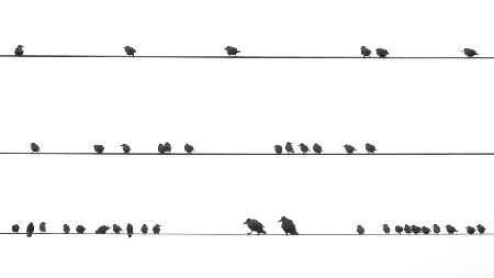 Partition of birds