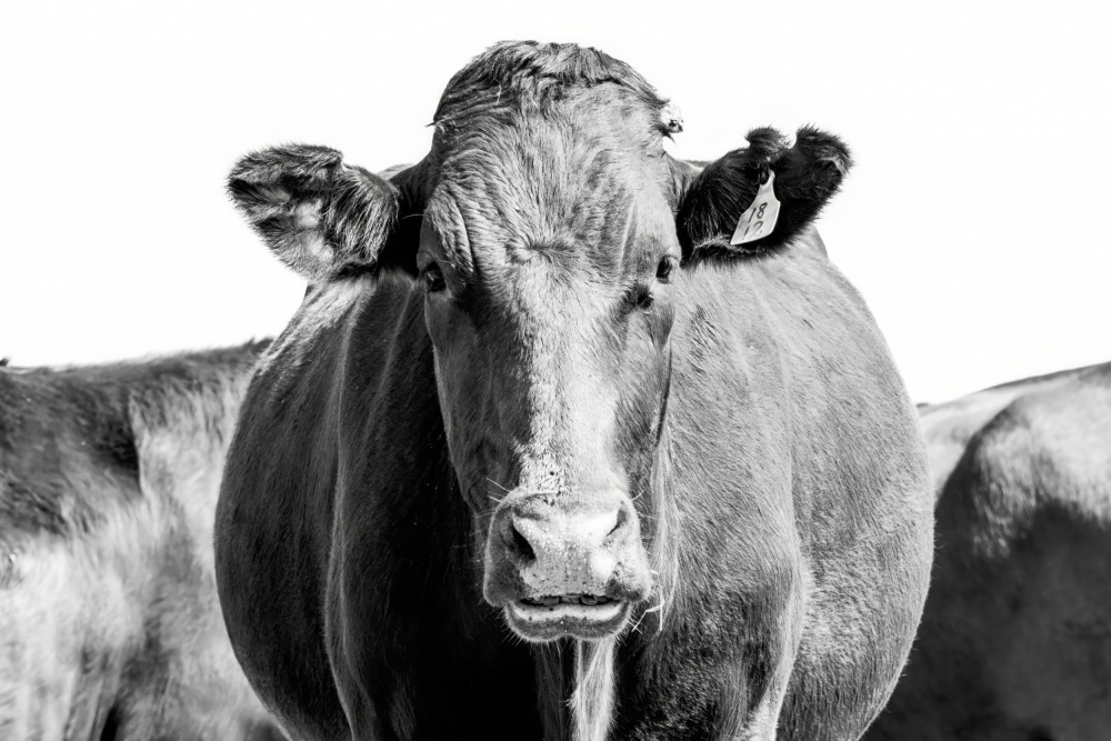 Bonsmara Cow In Black & White à Naomi Lupton