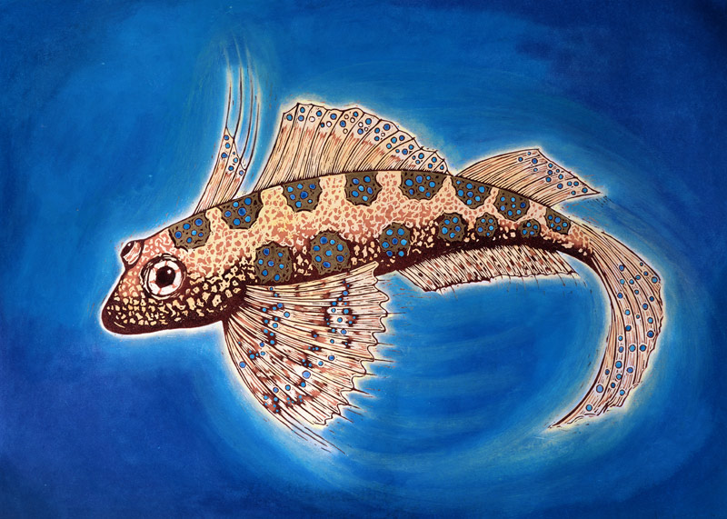 Dragonet Fish, 1999 (woodcut print and mixed media)  à Nat  Morley