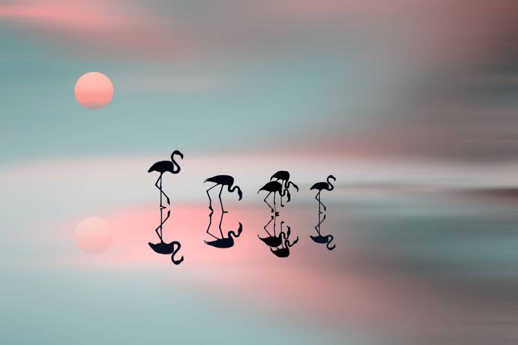 Family flamingos à Natalia Baras