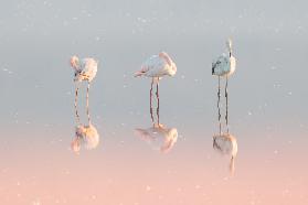 Three flamingos ...