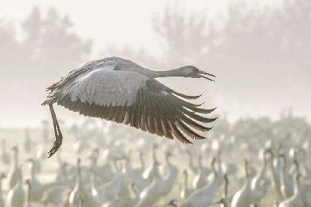 Crane in flight...