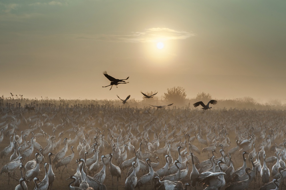 Common Cranes at sunrise... à Natalia Rublina