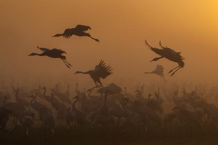 Cranes at golden sunrise ...