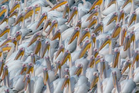 Pelican migration