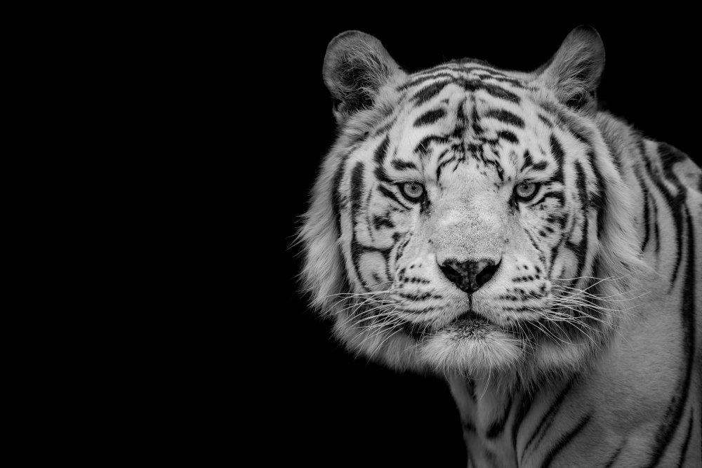 Bengal White Tiger à Nauzet Baez Photography