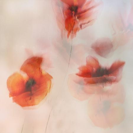 Painted poppies