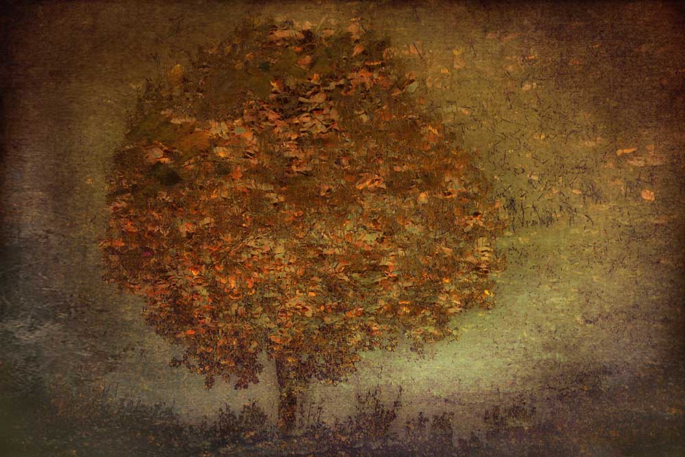 Autumn Tree à Nel Talen