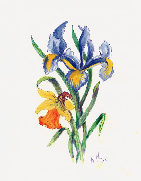 Blue Iris and Daffodil, 2002 (w/c on paper)  à Nell  Hill
