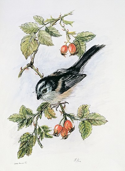 Long-tailed tit and rosehips  à Nell  Hill