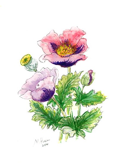 Opium Poppy, 2001 (w/c on paper)  à Nell  Hill