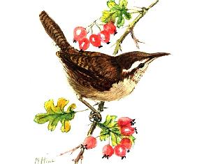 Wren and rosehips