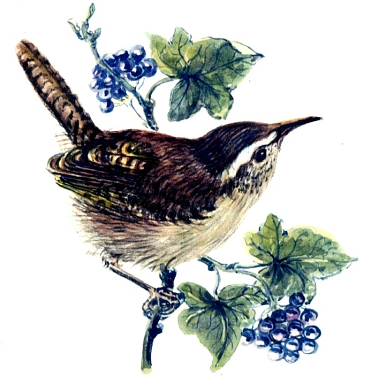 Wren in the ivy à Nell  Hill