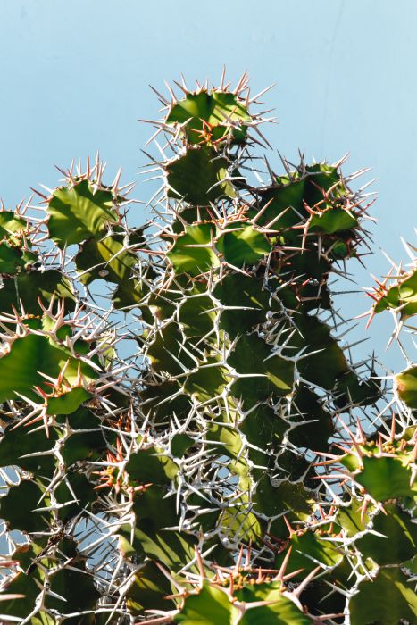 Kaktus auf Lanzarote à Laura Nenz