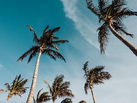 Palmen auf Lanzarote