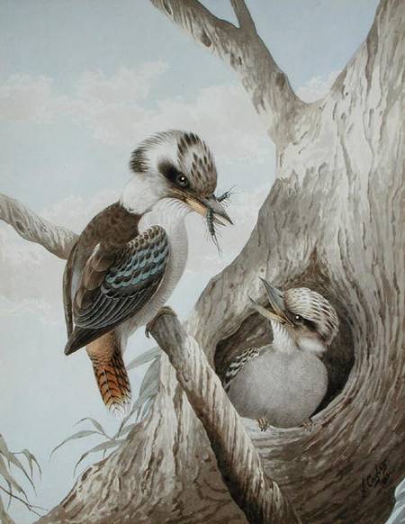 Kookaburras Feeding at a Nest in a Tree à Neville Henry Peniston Cayley