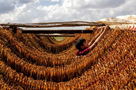 tobacco drying